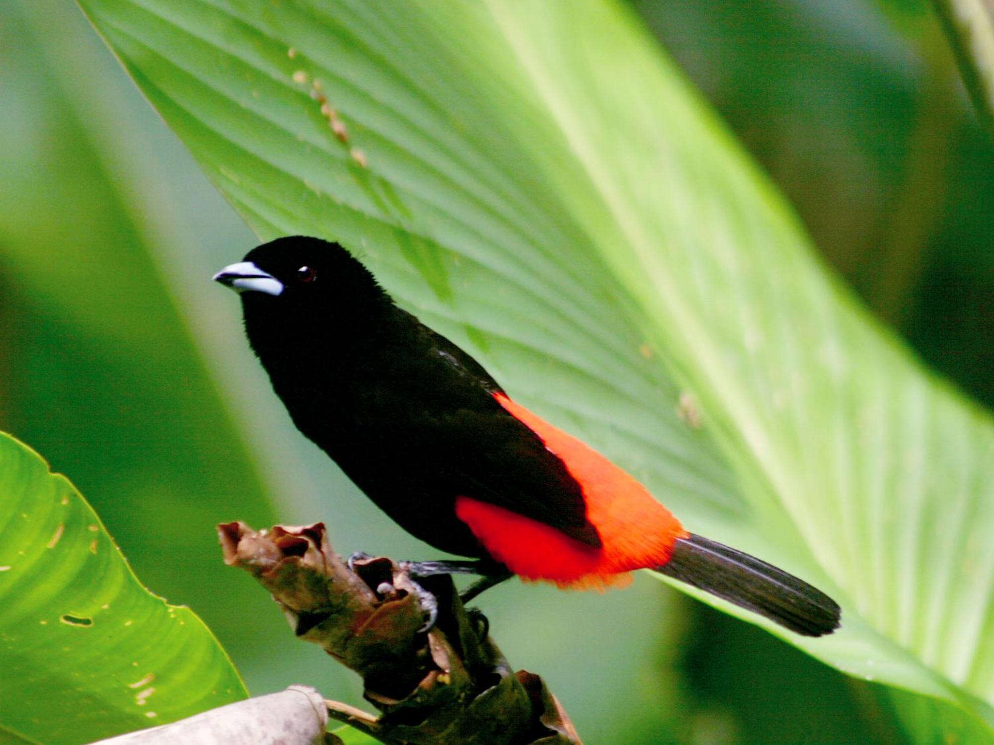 El Colibri Lodge Manzanillo  Eksteriør bilde