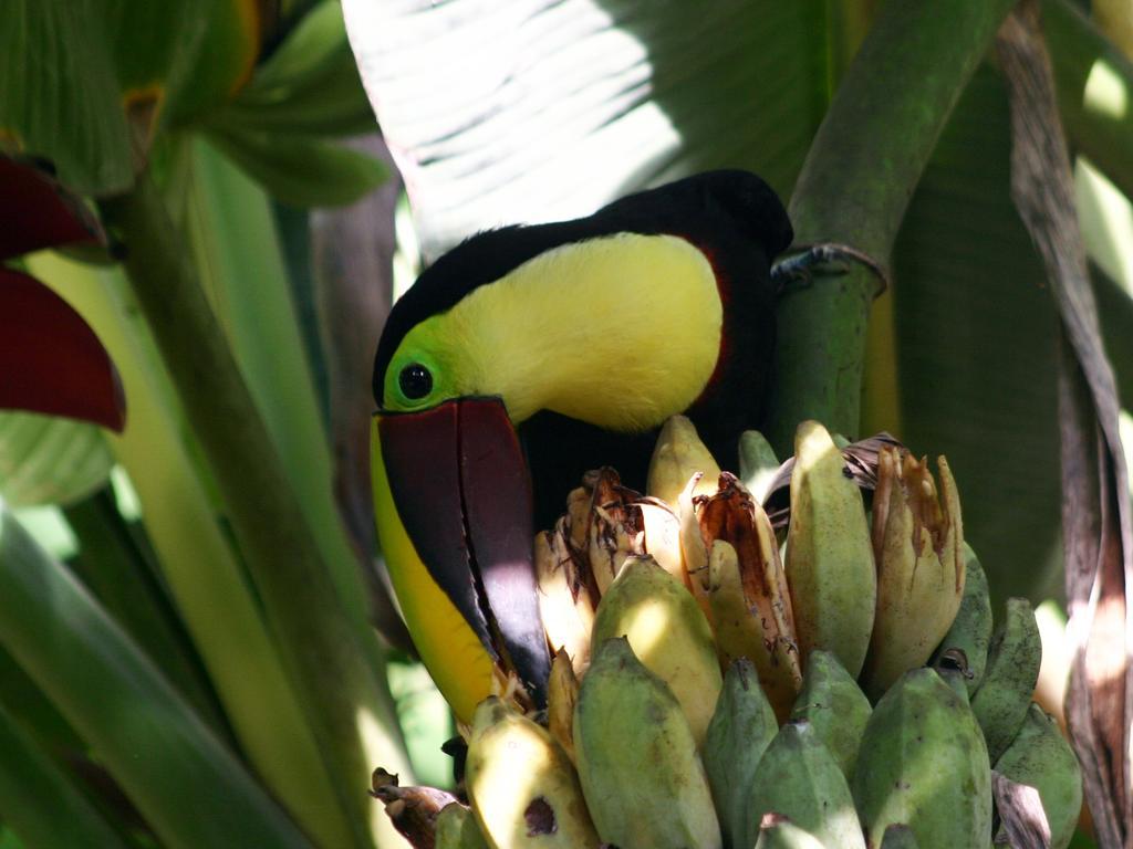El Colibri Lodge Manzanillo  Eksteriør bilde