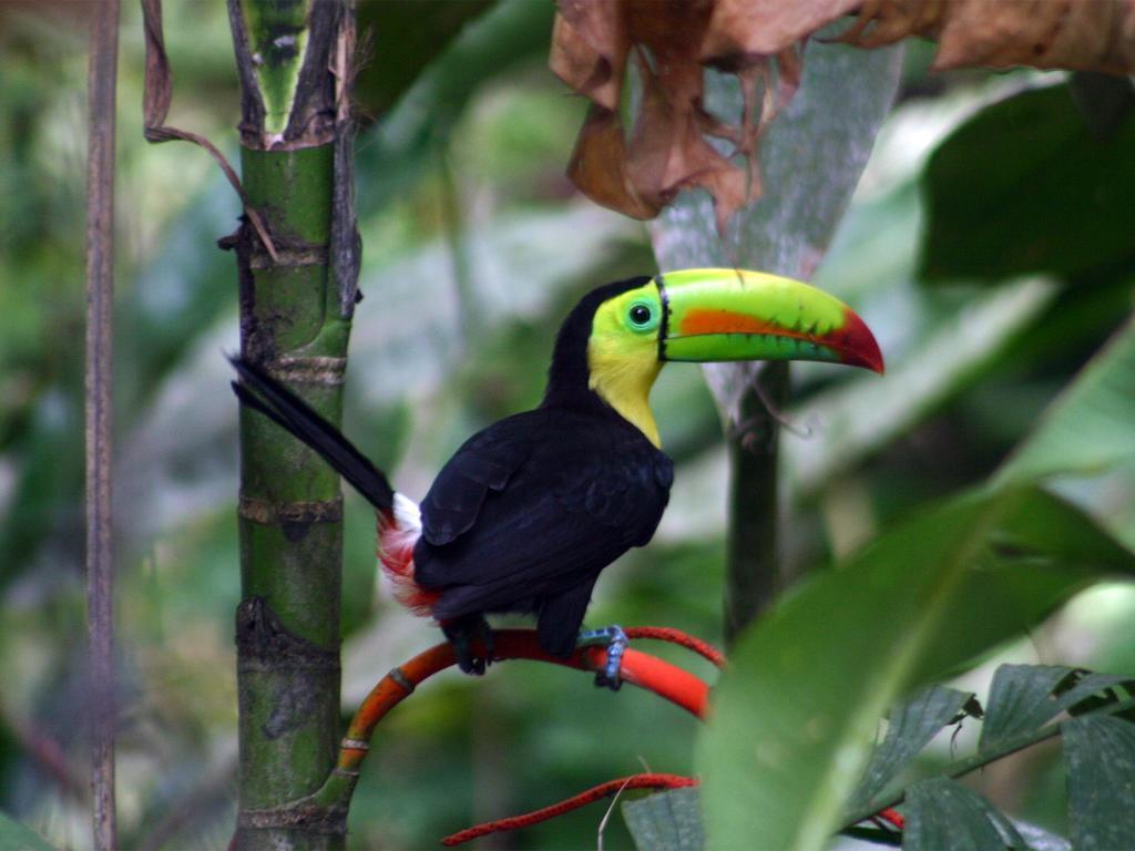 El Colibri Lodge Manzanillo  Eksteriør bilde
