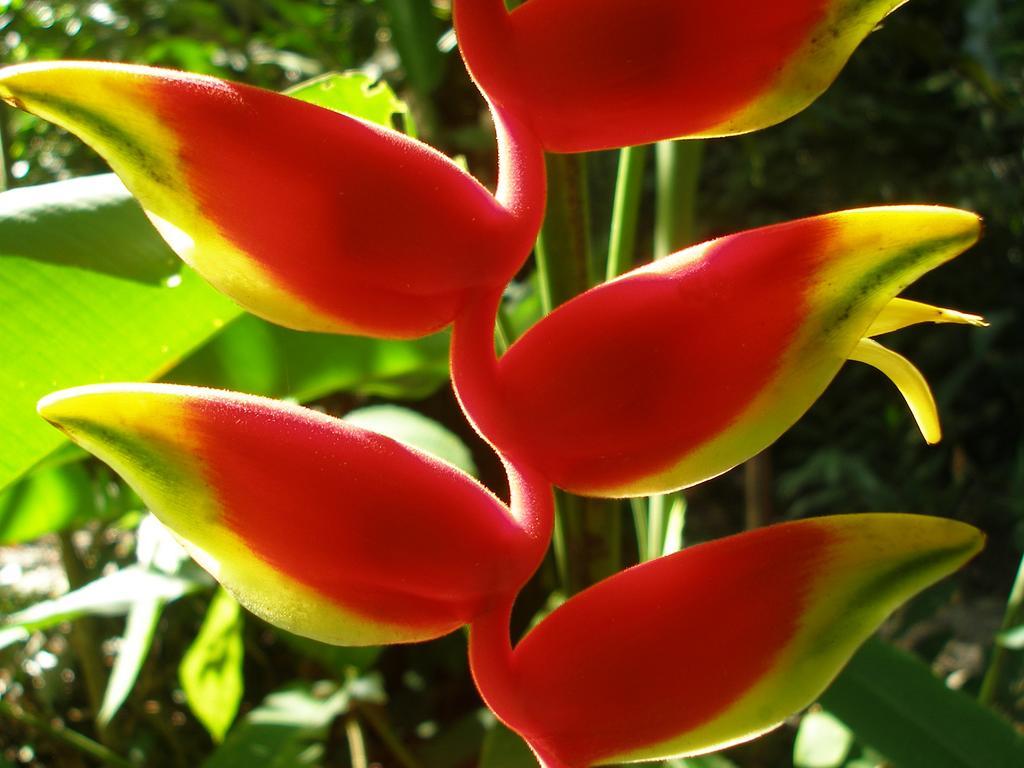 El Colibri Lodge Manzanillo  Eksteriør bilde