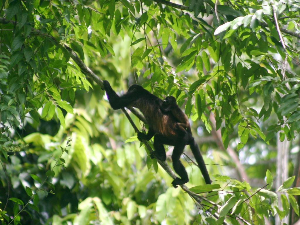 El Colibri Lodge Manzanillo  Eksteriør bilde