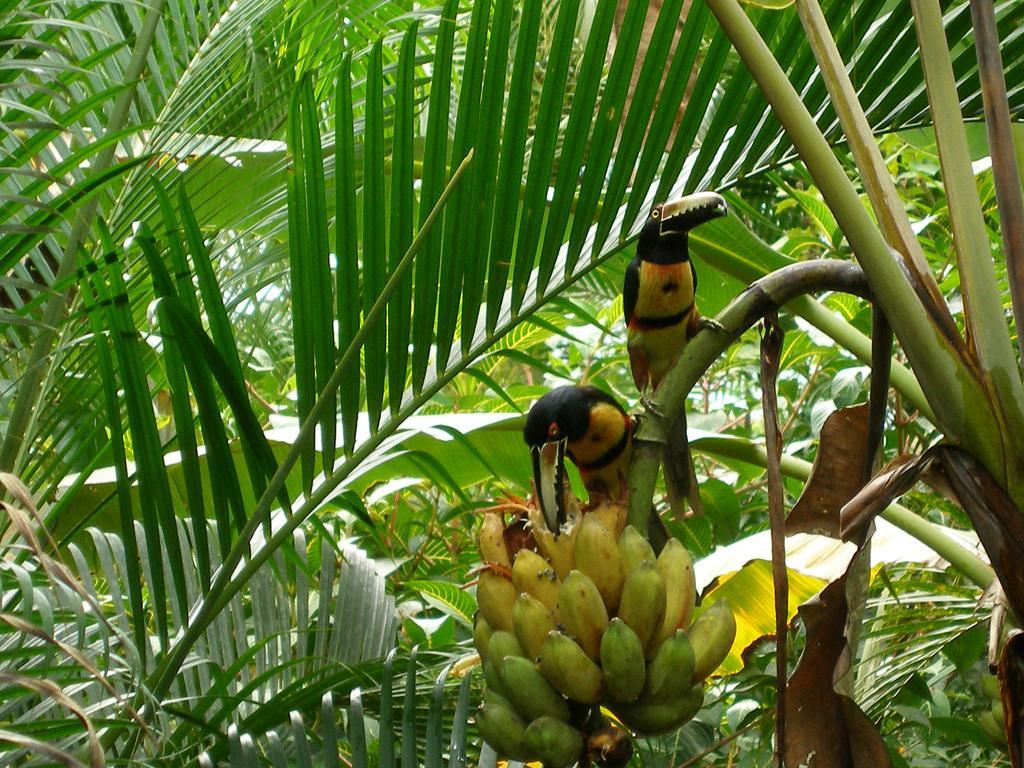 El Colibri Lodge Manzanillo  Eksteriør bilde