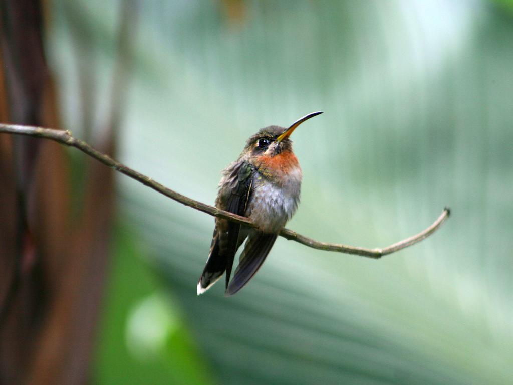 El Colibri Lodge Manzanillo  Eksteriør bilde