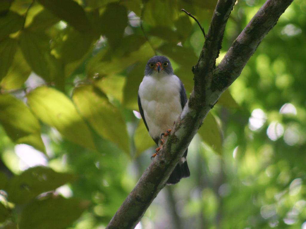 El Colibri Lodge Manzanillo  Eksteriør bilde