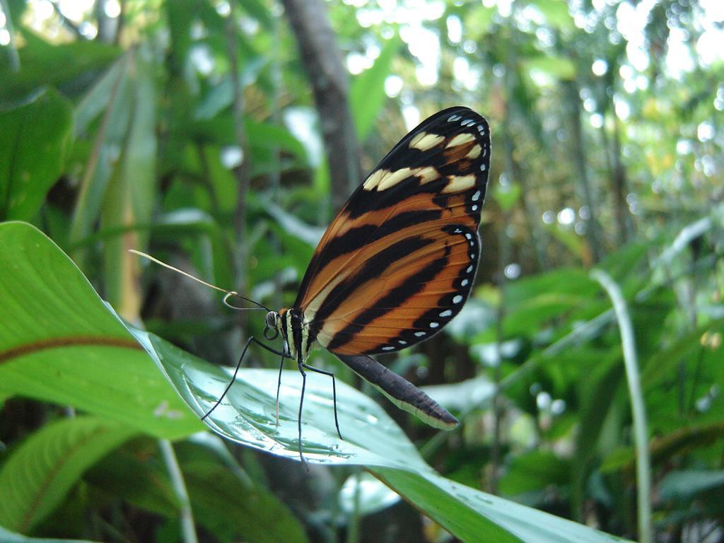 El Colibri Lodge Manzanillo  Eksteriør bilde