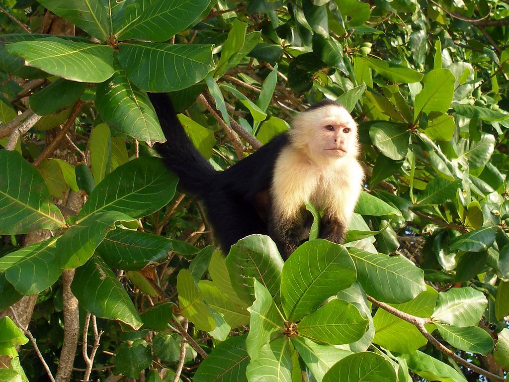 El Colibri Lodge Manzanillo  Eksteriør bilde